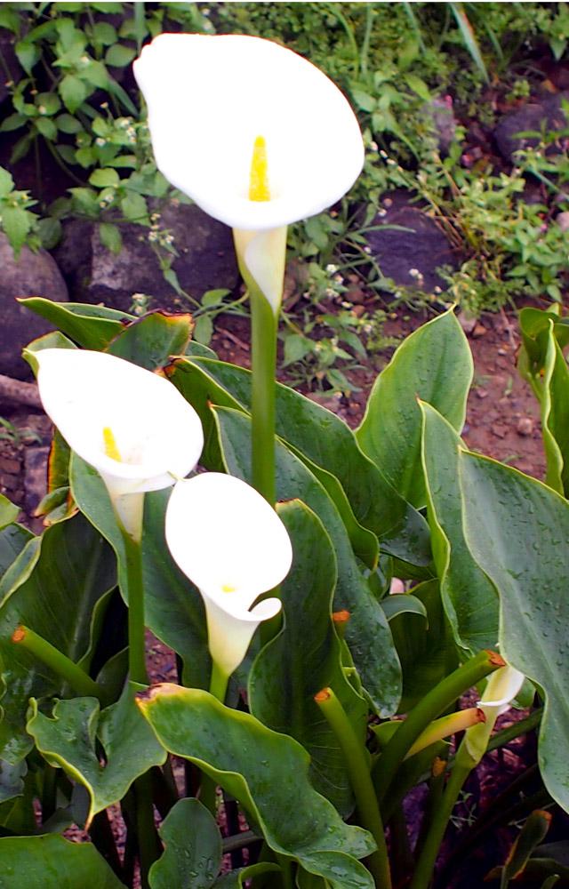 カラーのお花　アップ