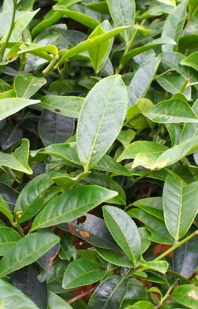11茶の木
