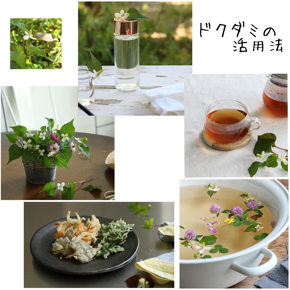 ドクダミの活用法-3