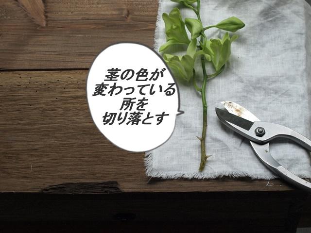 P7168267コメント