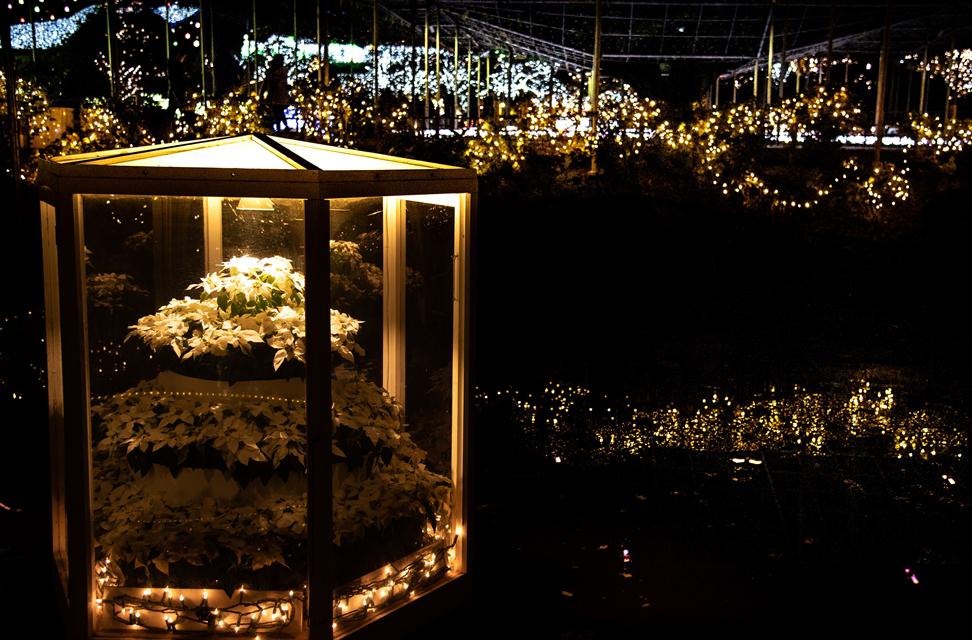 DSC_9667