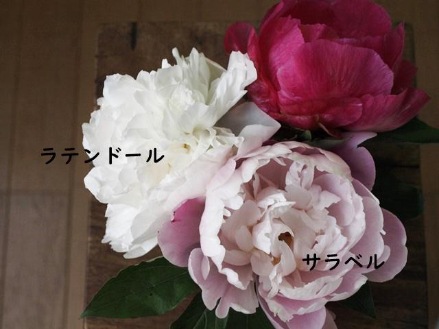 P5231819