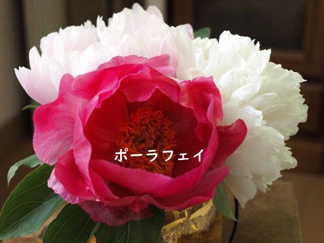 P5231817