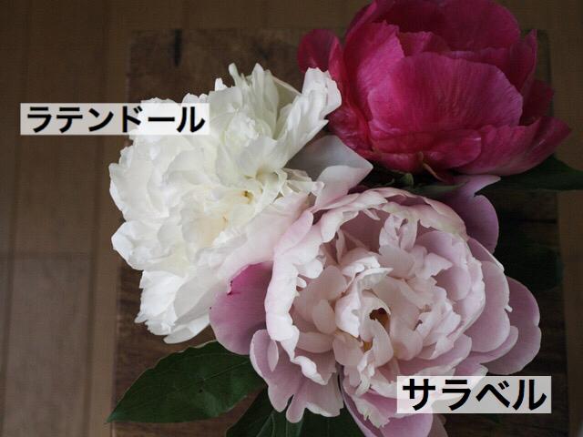 サラベル
