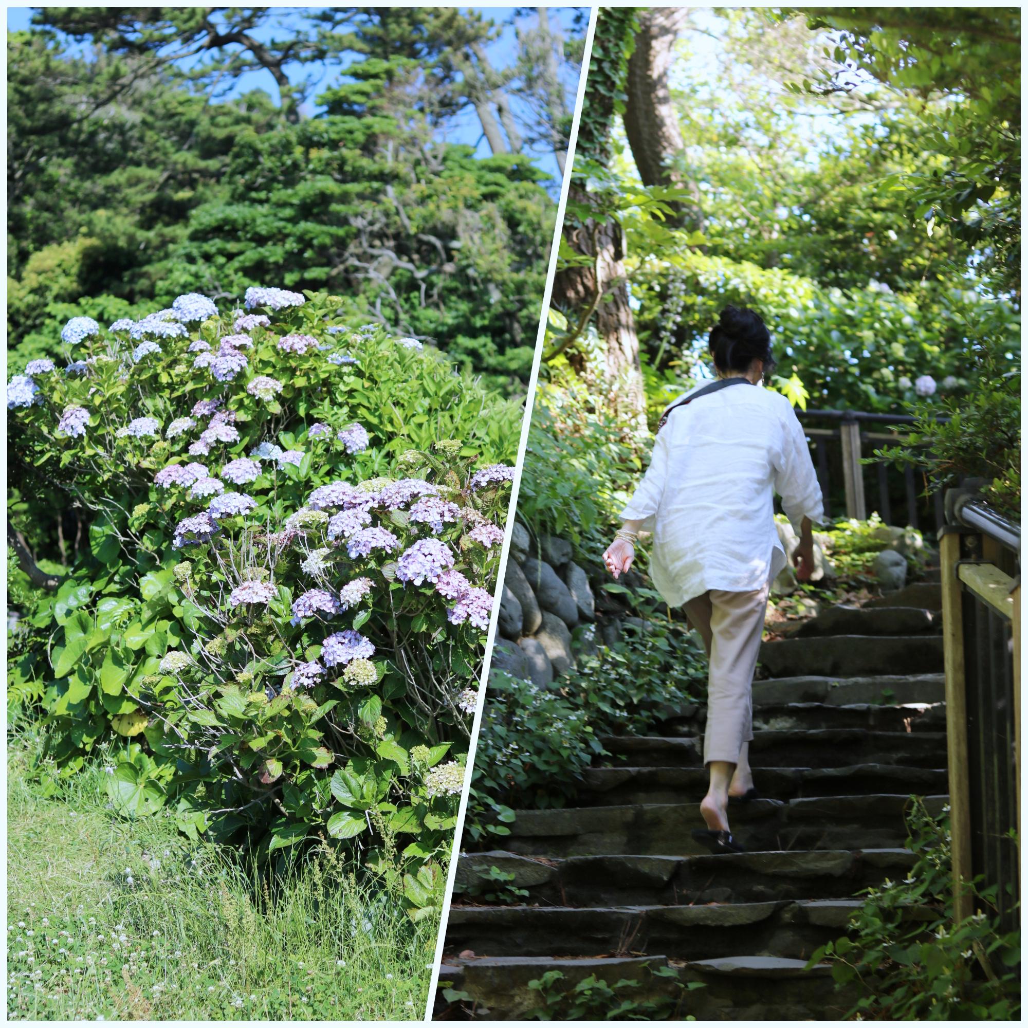 collage紫陽花2