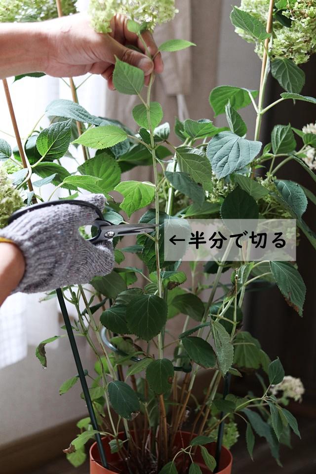弱剪定