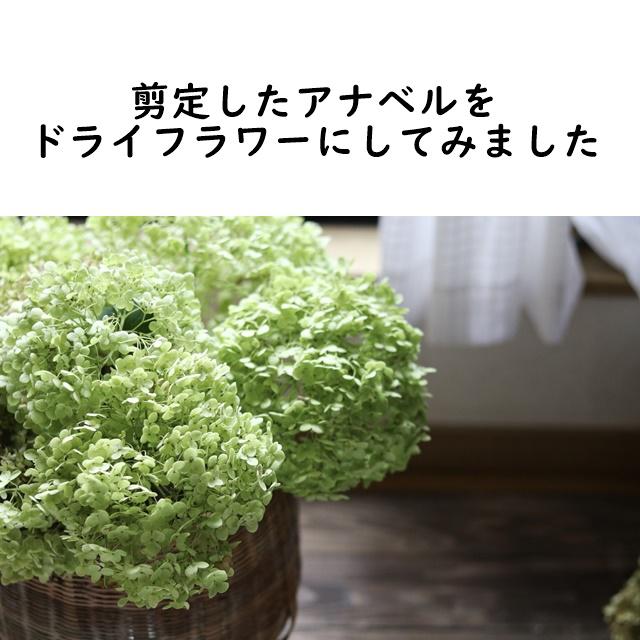 扉