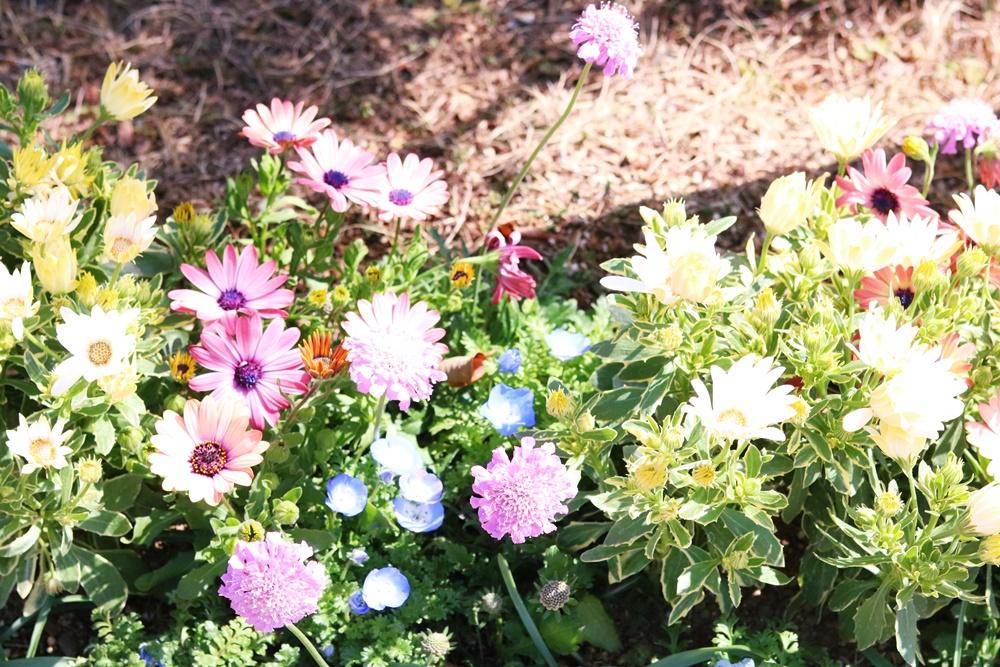 3花IMG_6848