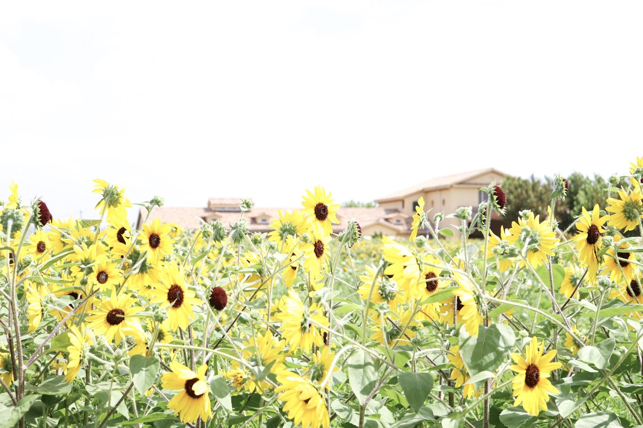 421BF8CF-B9A8-4F61-8A45-9A02DDB287C6
