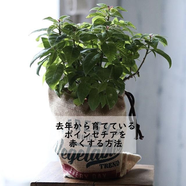扉文字入れ