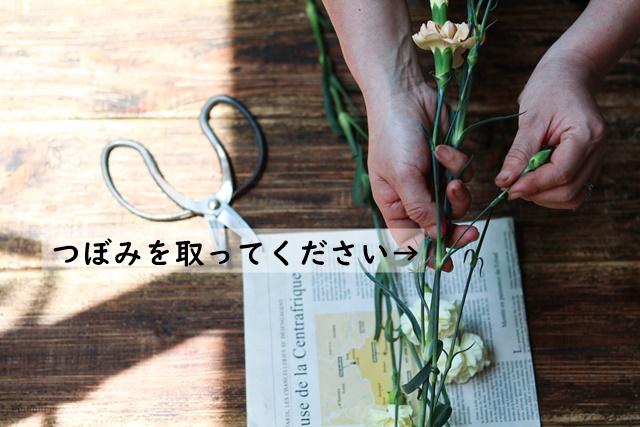 つぼみ